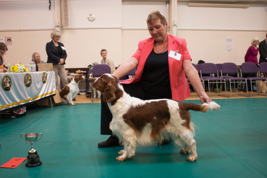 Special Working Dog or Bitch Special Working Dog or Bitch